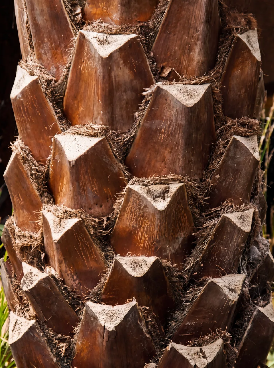 Patterns of nature