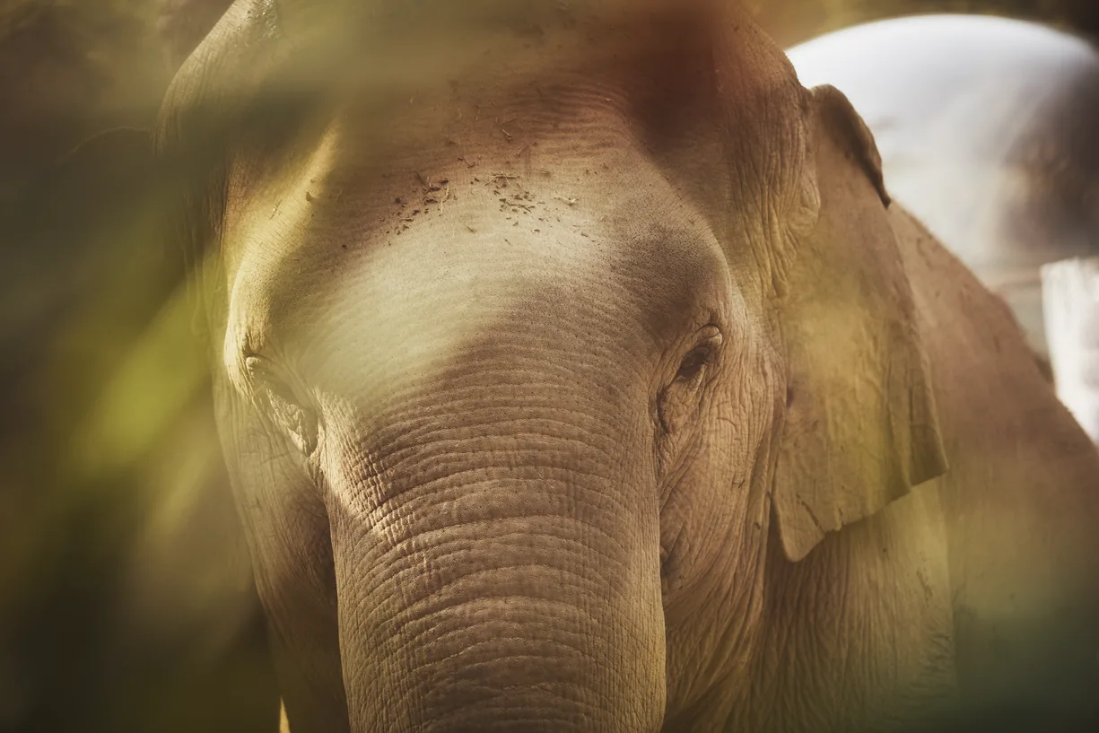 Elephant at Anantara Golden Triangle