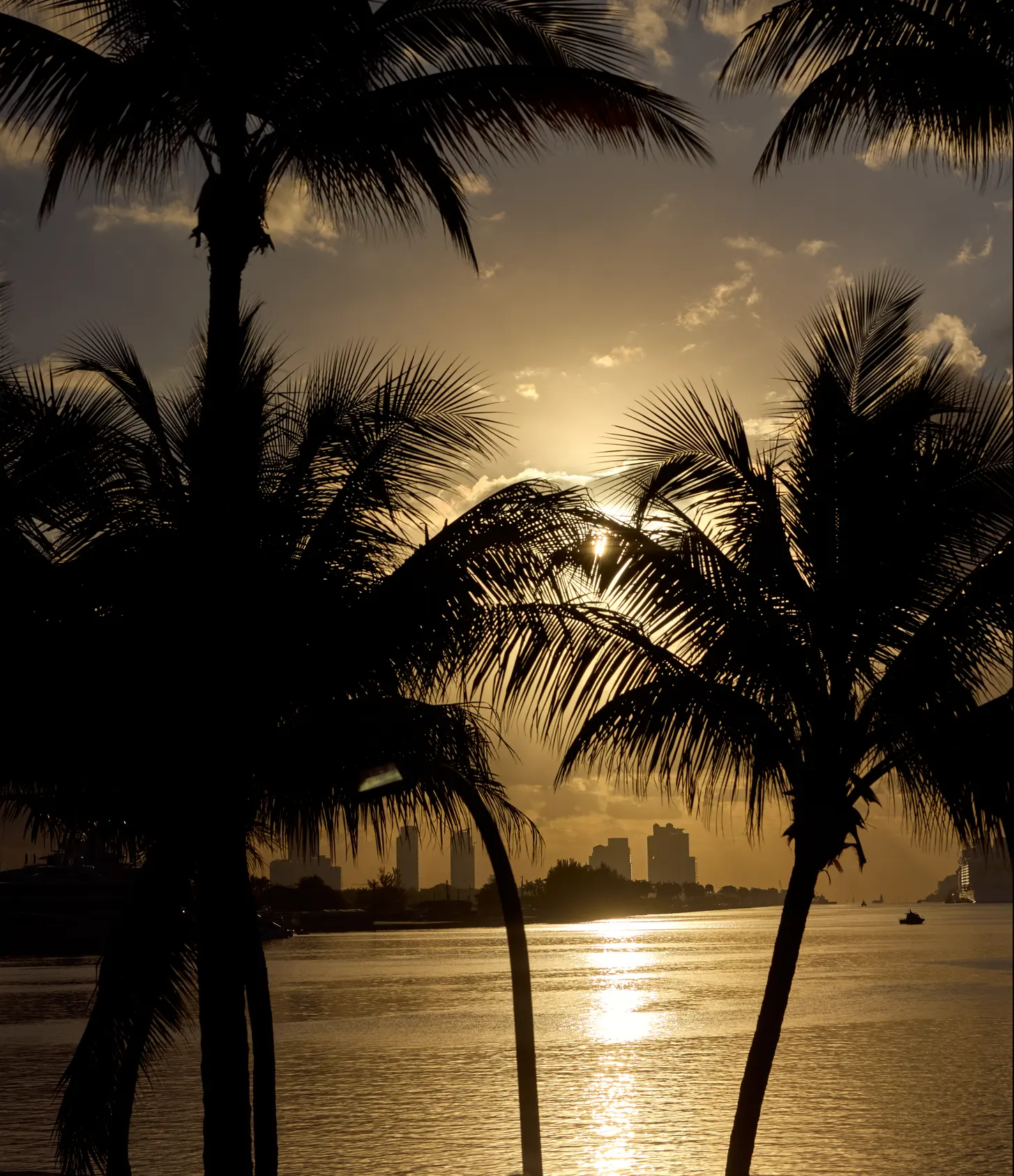 Palms in silhouette against the sun setting over the bay